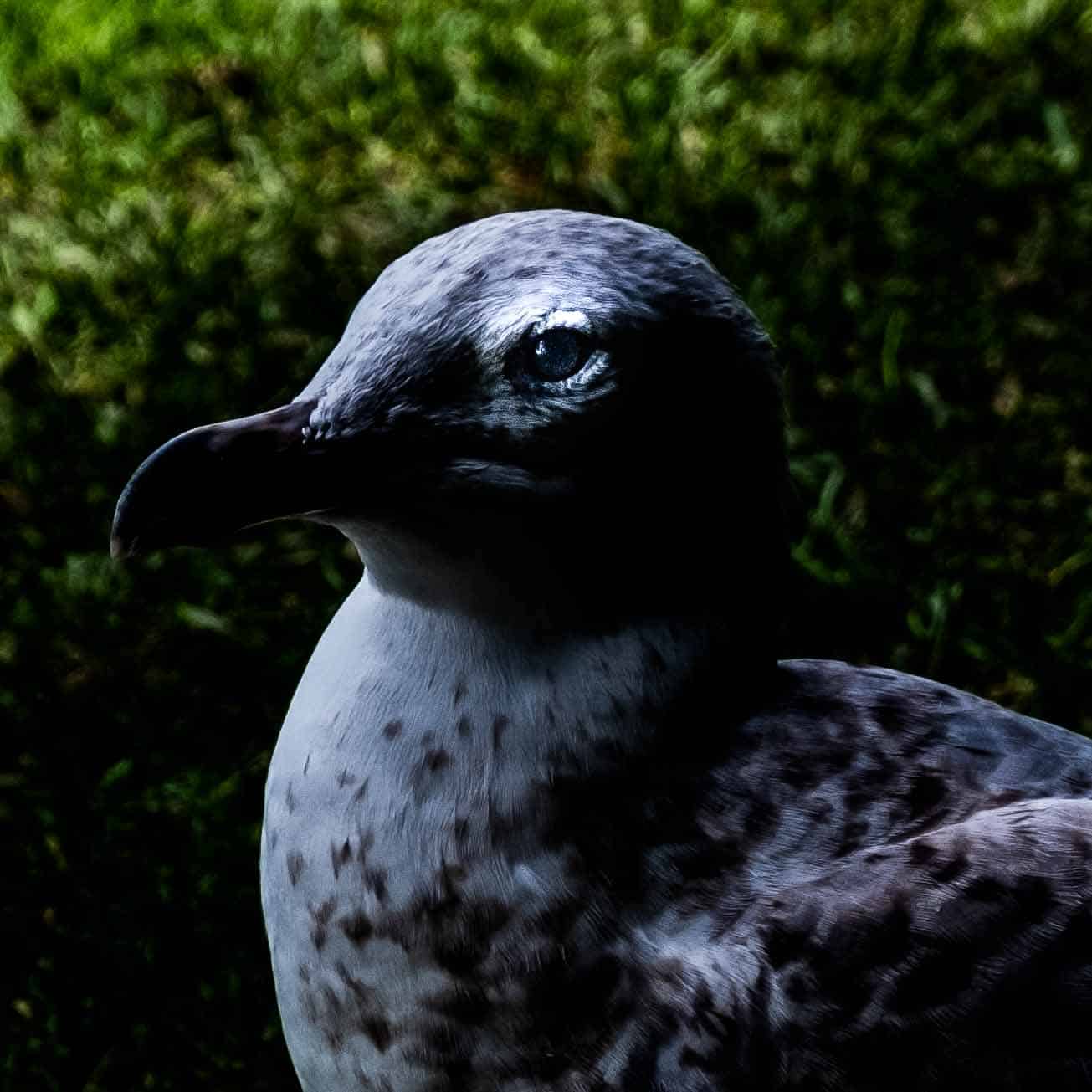 Bird captured up close with dark blue eyes